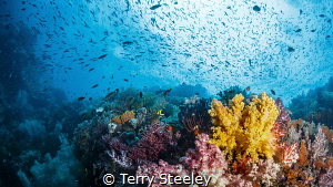 We dream in colors borrowed from the sea
— Subal underwa... by Terry Steeley 